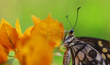 Téléchargez les photos : Papillon vert ou papillon citron (papilio demoleus) également connu sous le nom de hirondelle à damier, sur bougainvilliers, sucer le nectar et polliniser la fleur - en image libre de droit