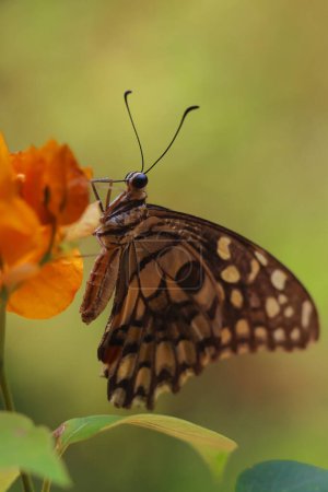 papillon vert ou papillon citron (papilio demoleus) également connu sous le nom de hirondelle à damier, sur bougainvilliers, sucer le nectar et polliniser la fleur