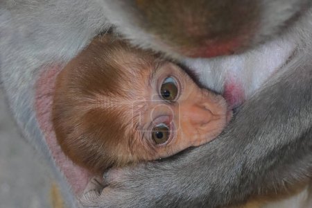 famille macaque rhésus (macaca mulatta), bébé avec mère dans la forêt de singalila. faune et faune de l'Inde