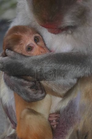 Familie der Rhesusmakaken (Macaca mulatta), Baby mit Mutter im Singalila-Wald. Fauna und Flora Indiens
