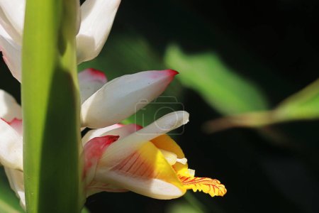 vue rapprochée de belles fleurs de badi elaichi ou de cardamome noire (amomum subulatum), utilisées comme plante médicinale et épices en Asie du Sud