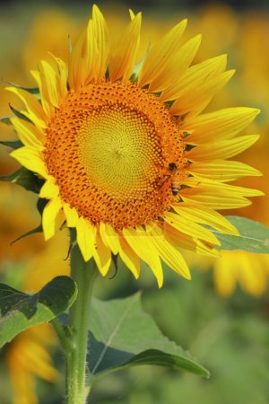 close up of beautiful yellow color common sunflower (helianthus annuus) in bloom, in the field in summer season, oil seed crops cultivation in india