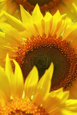 Nahaufnahme von schönen gelben Farbe gemeine Sonnenblume (helianthus annuus) in Blüte, auf dem Feld in der Sommersaison, Ölsaatpflanzen Anbau in Indien