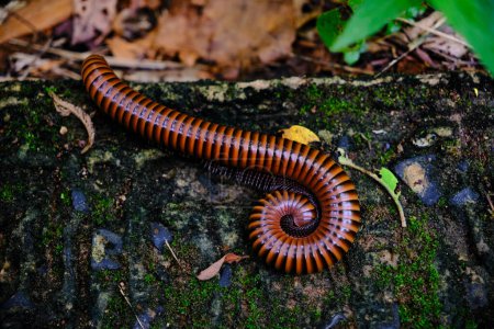 a millipede on a damp, moss-covered surface. The millipede is brown with black stripes and is curled up, likely due to being disturbed or as a natural resting position. Surrounding the millipede are leaves and small plants, indicating a forest or gar