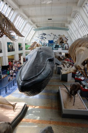 Photo for Blue whale replica surrounded by mammal skeletons, October 10, 2023 in London, UK - Royalty Free Image
