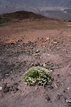 Daisy growing wild on the slope of the Teide volcano in Tenerife, the Canary Islands.