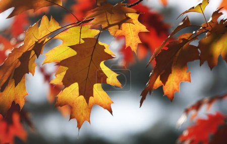 Foto de Hoja de otoño en una rama de árbol en rayos de luz - Imagen libre de derechos