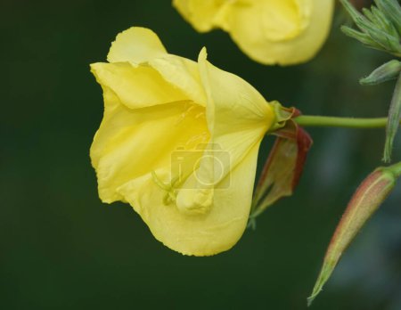 Foto de Enotera flores de primer plano son muy delicados y hermosos - Imagen libre de derechos