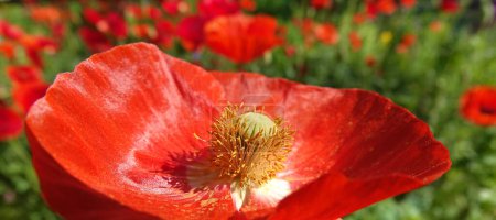 Téléchargez les photos : Floraison printanière de pavot avec de grandes fleurs rouges - en image libre de droit