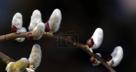 Téléchargez les photos : Chèvre saule au printemps sur les bourgeons des branches fleurissent avec des phoques duveteux - en image libre de droit