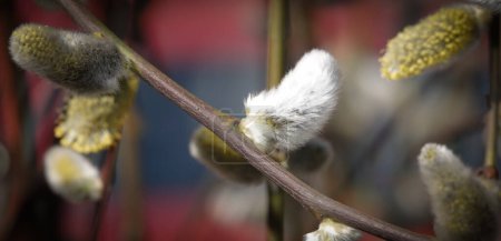 Téléchargez les photos : Chèvre saule au printemps sur les bourgeons des branches fleurissent avec des phoques duveteux - en image libre de droit