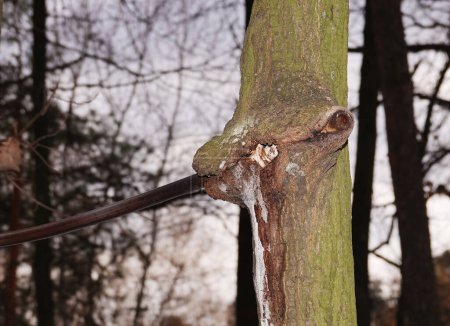 Téléchargez les photos : L'arbre a avalé la barre transversale de fer (barre horizontale), qui a été pendant longtemps pour lui - en image libre de droit