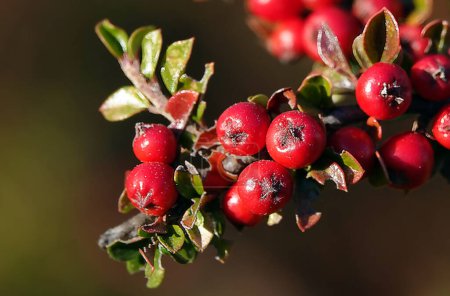 Téléchargez les photos : Kiznil pressed berry on a bush branch - en image libre de droit
