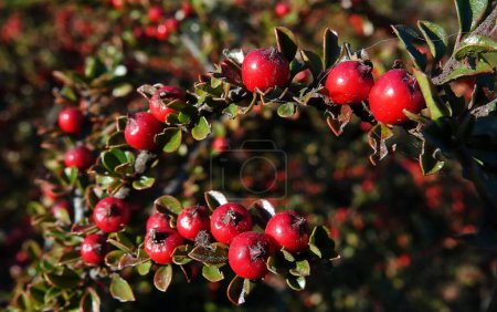 Photo for Kiznil pressed berry on a bush branch - Royalty Free Image