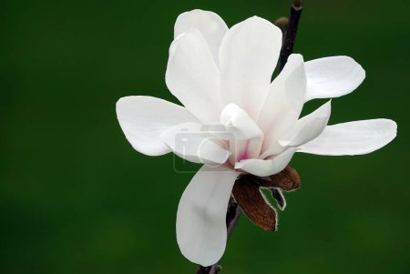 Téléchargez les photos : Magnolia arbre étoilé avec de grandes fleurs blanches gros plan - en image libre de droit
