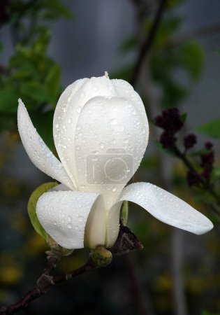 Téléchargez les photos : Magnolia arbre étoilé avec de grandes fleurs blanches gros plan - en image libre de droit