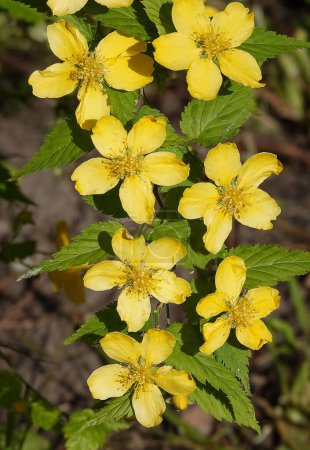 Téléchargez les photos : Fleurs jaunes Kerria japonica pendant la période de floraison gros plan très délicat et beau - en image libre de droit