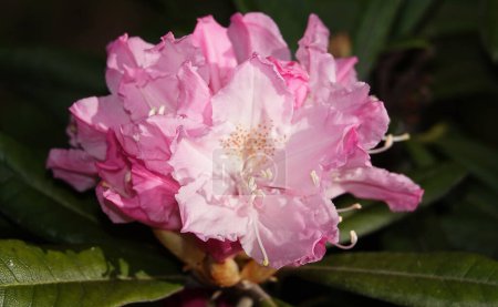 Foto de Flores de rododendro durante el período de floración en primavera son la decoración de cualquier jardín - Imagen libre de derechos