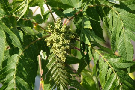 Téléchargez les photos : Cerf bois sumac arbre printemps floraison avec grappes de graines - en image libre de droit