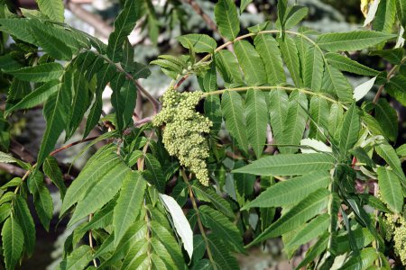 Téléchargez les photos : Cerf bois sumac arbre printemps floraison avec grappes de graines - en image libre de droit