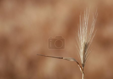 Téléchargez les photos : Pommeau d'herbe sec et jaune avec des graines d'épillets dans le champ - en image libre de droit