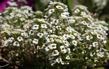 Foto de Flores Alyssum florece con pequeñas flores blancas. - Imagen libre de derechos