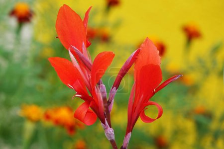Foto de Flores Canna rojo sangre es una planta herbácea perenne de la familia Zingiberaceae. - Imagen libre de derechos