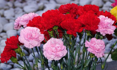 Garden carnation pink and red flowers close-up
