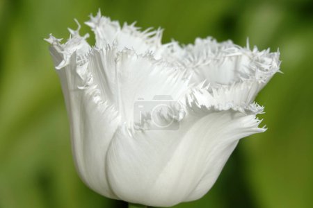 La fleur de tulipe frangée est très délicate et belle pendant la période de floraison au printemps en plein air macro photographie