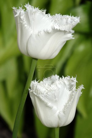 La fleur de tulipe frangée est très délicate et belle pendant la période de floraison au printemps en plein air macro photographie