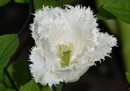 Tulpenblüte gesäumt ist sehr zart und schön während der Blütezeit im Frühling im Freien Makrofotografie