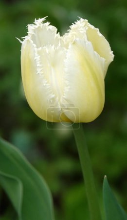 Flor de tulipán flecos es muy delicado y hermoso durante el período de floración en primavera al aire libre macrofotografía