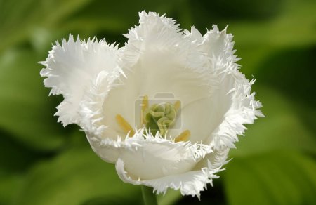 Tulpenblüte gesäumt ist sehr zart und schön während der Blütezeit im Frühling im Freien Makrofotografie