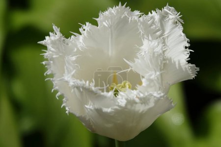 Flor de tulipán flecos es muy delicado y hermoso durante el período de floración en primavera al aire libre macrofotografía
