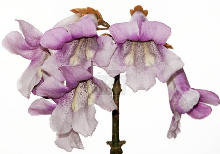 Paulownia tomentosa ou arbre impérial fleurit avec des fleurs lilas pendant la période de floraison