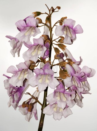 Paulownia tomentosa oder Kaiserbaum blüht während der Blütezeit mit lila Blüten