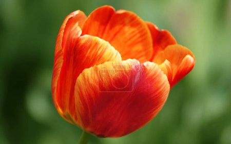 Flor de tulipán es muy delicado y hermoso durante el período de floración en primavera al aire libre macrofotografía