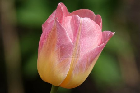 Flor de tulipán es muy delicado y hermoso durante el período de floración en primavera al aire libre macrofotografía