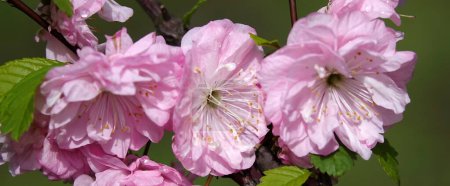 Almond triloba is a flowering plant shrub