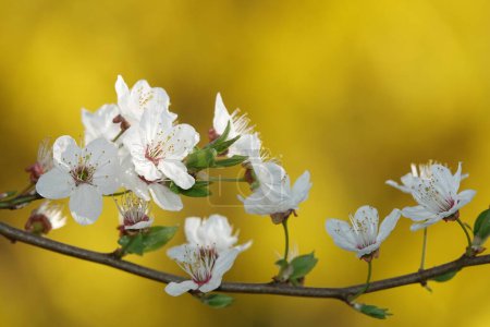 Flowers bloom on fruit trees in spring