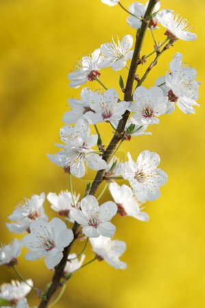 Fleurs fleurissent sur les arbres fruitiers au printemps