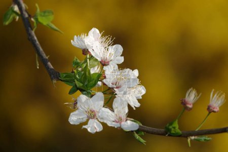Flowers bloom on fruit trees in spring