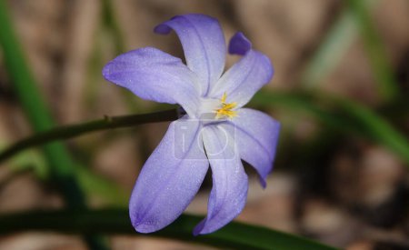 Chionodoxa sichaea fleurissant au printemps avec une fleur très délicate