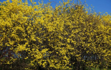 Flowers in early spring shrub Forsythia middle