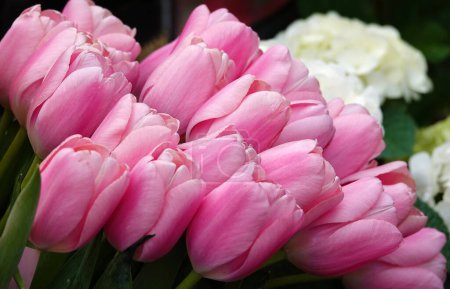 La fleur de tulipe est très délicate et belle pendant la période de floraison au printemps en plein air macro photographie