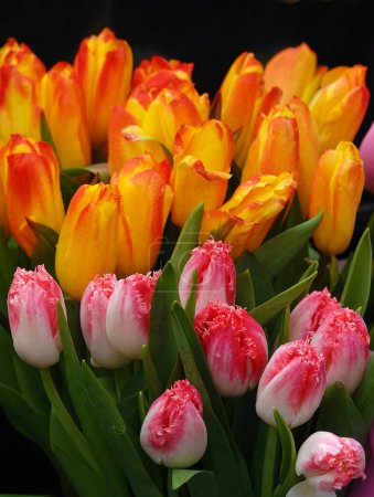 Tulpenblüte ist während der Blütezeit im Frühling im Freien sehr zart und schön Makrofotografie