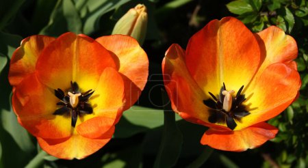 La fleur de tulipe est très délicate et belle pendant la période de floraison au printemps en plein air macro photographie