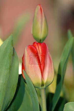 Foto de Flor de tulipán es muy delicado y hermoso durante el período de floración en primavera al aire libre macrofotografía - Imagen libre de derechos