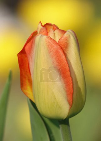 Tulip flower is very delicate and beautiful during the flowering period in spring outdoors macro photography