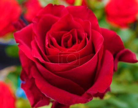 Rosenblüte in Nahaufnahme ist eine mehrjährige Buschpflanze aus der Familie der Rosaceae, Gattung Hagebutte